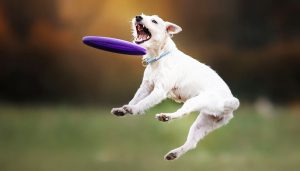 dog catching frisbee in jump, pet playing outdoors in a park.